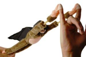 Maimuta tipatoare zburatoare Maimuta tipatoare zburatoare