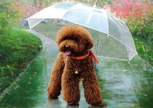 Umbrela pentru caini Umbrela pentru caini